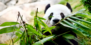 Китайцы запустят реалити-шоу о пандах